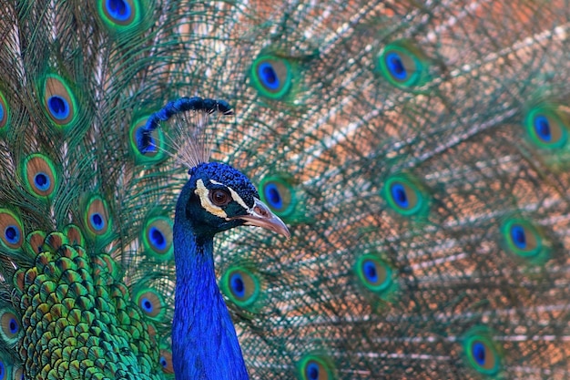 Vista de cerca del pavo real africano, un pájaro grande y de colores brillantes, retrato de un hermoso pavo real con plumas