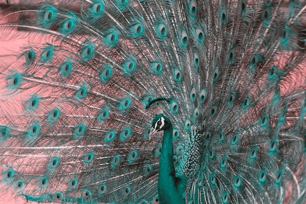 Vista de cerca del pavo real africano, un pájaro grande y de colores brillantes, retrato de un hermoso pavo real con plumas