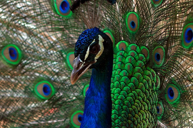 Vista de cerca del pavo real africano, un pájaro grande y de colores brillantes. Retrato de hermoso pavo real