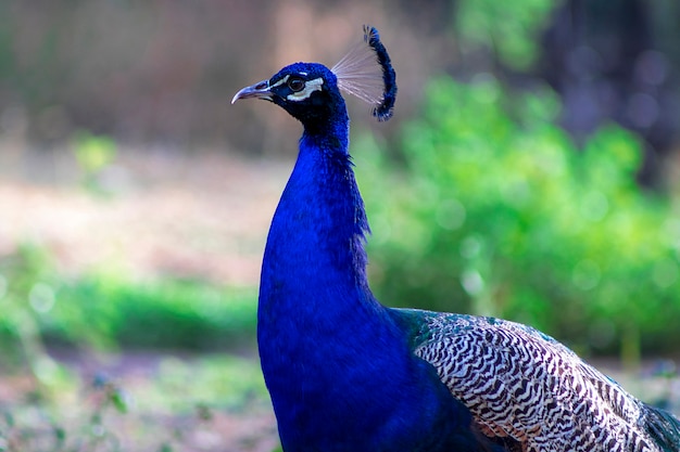 Vista de cerca del pavo real africano, un pájaro grande y de colores brillantes. Retrato de hermoso pavo real