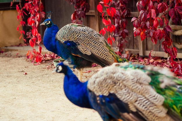 Vista de cerca del pavo real que muestra plumas en el zoológico en el otoño del parque Prgue Chezh.