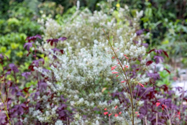 Vista de cerca del pequeño árbol de flores rojas en el jardín botánico con un suave desenfoque de fondo bokeh