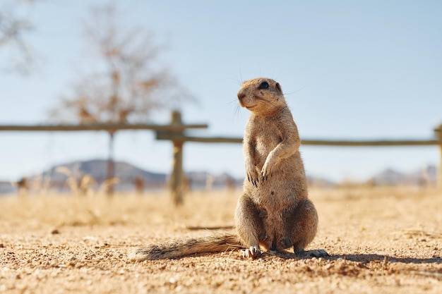 Vista de cerca del pequeño gopher al aire libre