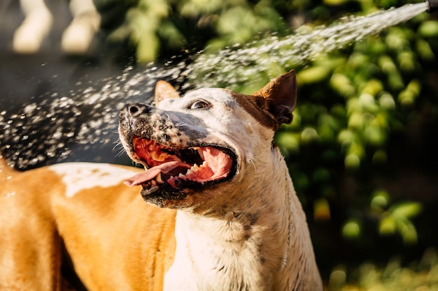 Vista de cerca de un perro jugando con un chorro de agua en un jardín.