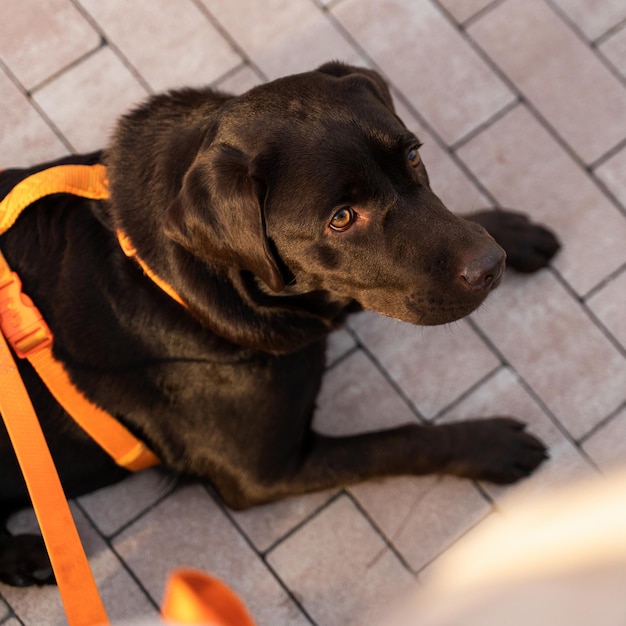 Vista de cerca del perro labrador marrón con correa naranja tirada en el suelo y mirando la cámara en la ciudad mientras camina por la calle Foto de stock