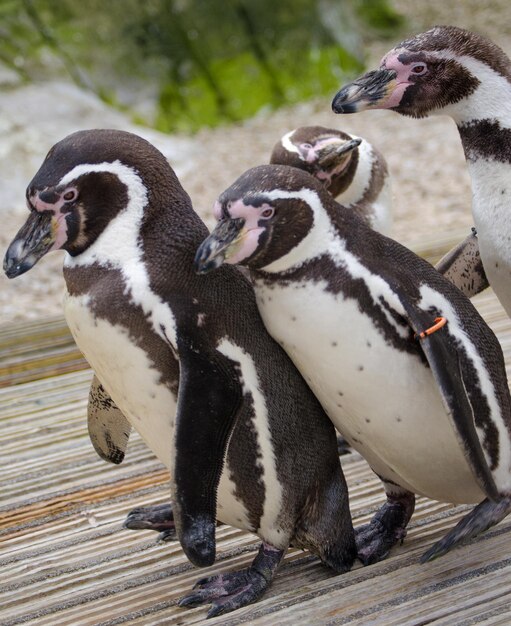 Foto vista de cerca del pingüino desde un ángulo alto