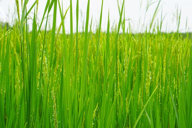 Vista de cerca de la planta de arroz está creciendo fondo borroso