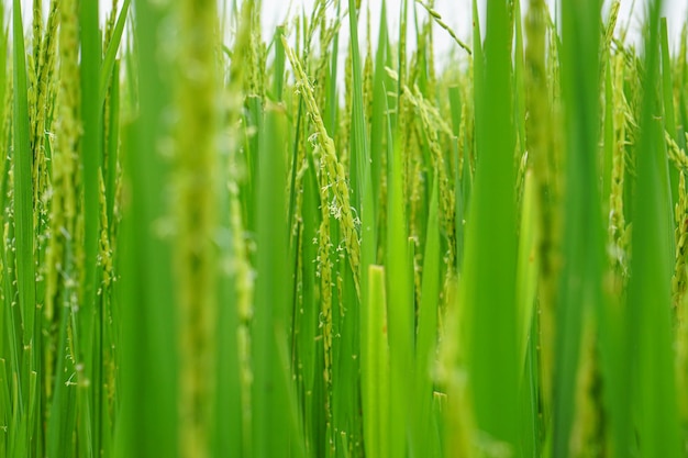 Vista de cerca de la planta de arroz está creciendo fondo borroso