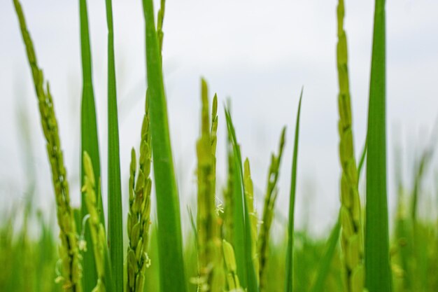 Vista de cerca de la planta de arroz está creciendo fondo borroso