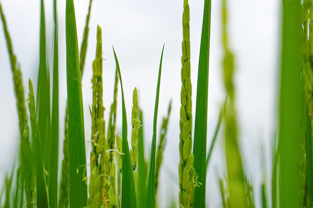 Vista de cerca de la planta de arroz está creciendo fondo borroso