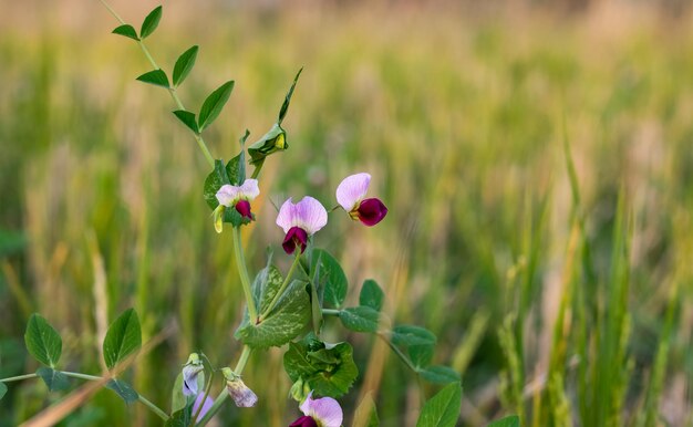 Vista de cerca de una planta de guisantes orgánicos con flores moradas florecidas dentro de una granja agrícola con fondo verde suave