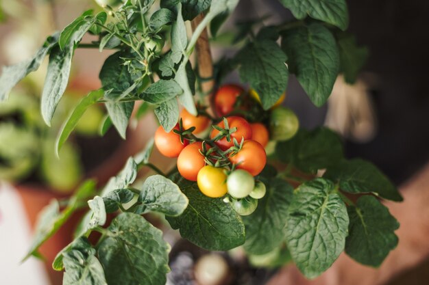 Vista de cerca de una planta de tomate cherry de agricultura casera con pequeños tomates rojos