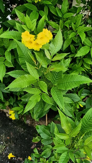 Foto vista de cerca de la planta de la trompeta amarilla