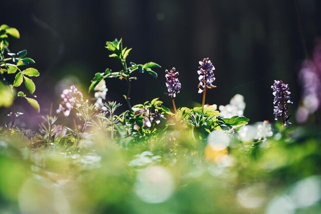 Vista de cerca de las plantas de primavera al aire libre durante el día Luz solar brillante