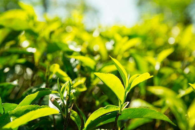 Vista de cerca de las plantas de té verde de Ceilán, plantaciones de Sri Lanka. Campos de cosecha