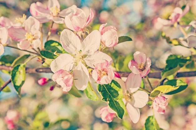 Vista de cerca en la rama floreciente del estilo de instagram de manzano