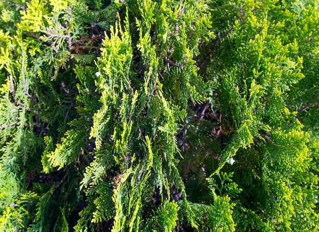 Vista de cerca de las ramas de los árboles de thuja (familia de los cipreses). Fondo de naturaleza.