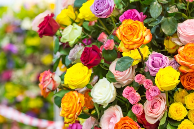 Vista de cerca de rosas coloridas frescas