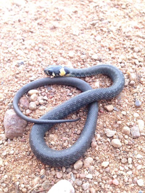 Foto vista de cerca de la serpiente