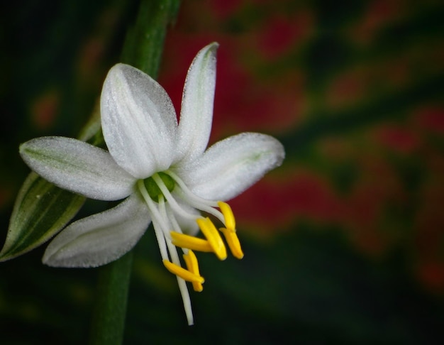 Una vista de cerca de una sola flor y hojas contra un fondo rojo