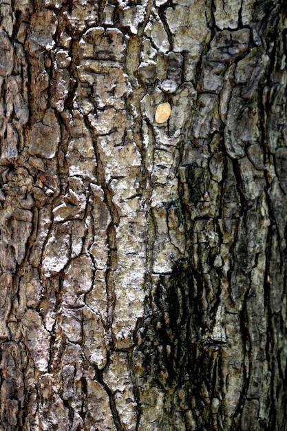 Vista de cerca del tallo del árbol salvaje