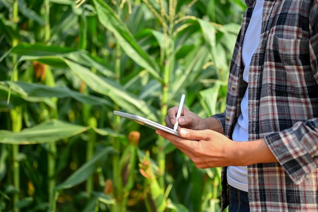 Vista de cerca del trabajador agrícola masculino que usa una tableta digital en la siembra de maíz