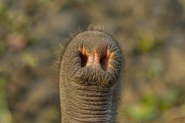 Una vista de cerca de la trompa de un bebé elefante