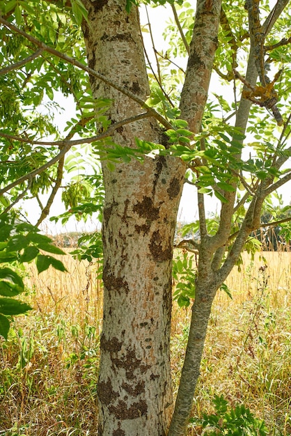 Vista de cerca de un tronco de árbol en un bosque o campo rural al aire libre Paisaje escénico con textura de madera de corteza vieja y hojas verdes en un día soleado en un prado remoto y tranquilo en una granja