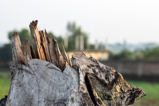 Vista de cerca de un tronco de madera seca picada con enfoque selectivo