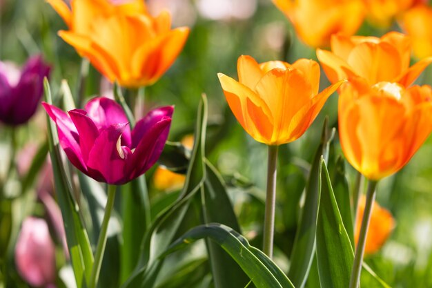 Una vista de cerca de los tulipanes en flor