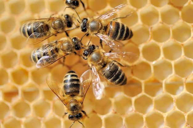 Vista cercana de las abejas trabajadoras en honeycells