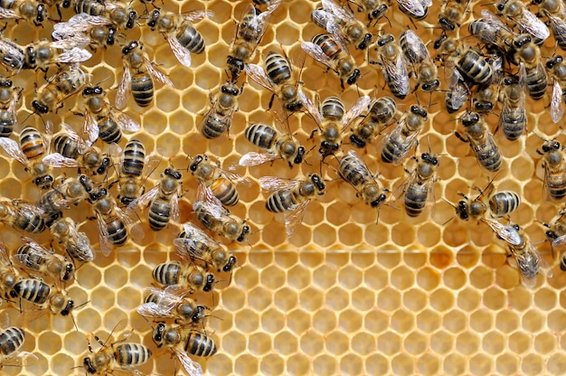 Vista cercana de las abejas trabajadoras en honeycells