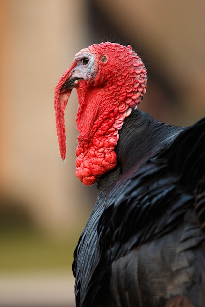 Foto vista cercana del busto de un pavo con moco rojo y plumas negras