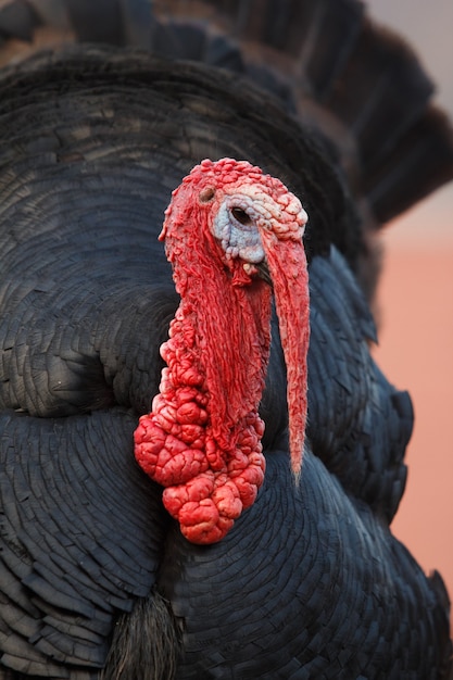 Foto vista cercana del busto de un pavo con moco rojo y plumas negras