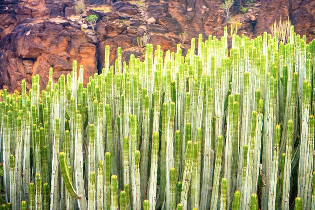 Vista cercana de cactus spurge canario en el fondo rocoso