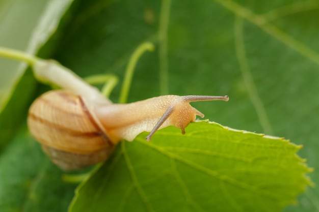 Vista cercana del caracol comiendo una hoja verde. Poca profundidad de campo. Concéntrese en la cabeza del caracol.