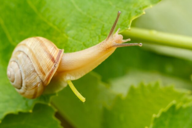 Vista cercana de caracol en hoja verde.