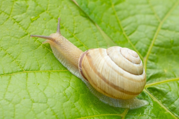 Vista cercana del caracol sobre una hoja verde de uva en el jardín de verano. Poca profundidad de campo.