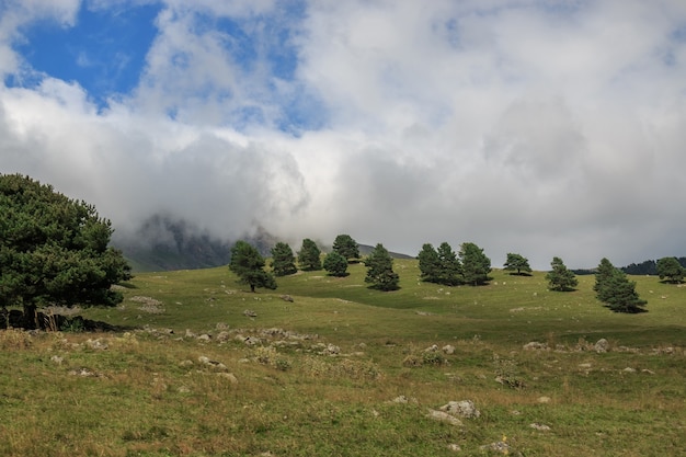 Vista cercana de escenas de bosques y montañas en el parque nacional Dombai, Cáucaso, Rusia, Europa. Paisaje de verano, clima soleado, espectacular cielo azul y día soleado