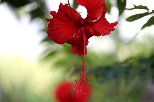 Vista cercana de la flor de hibisco.