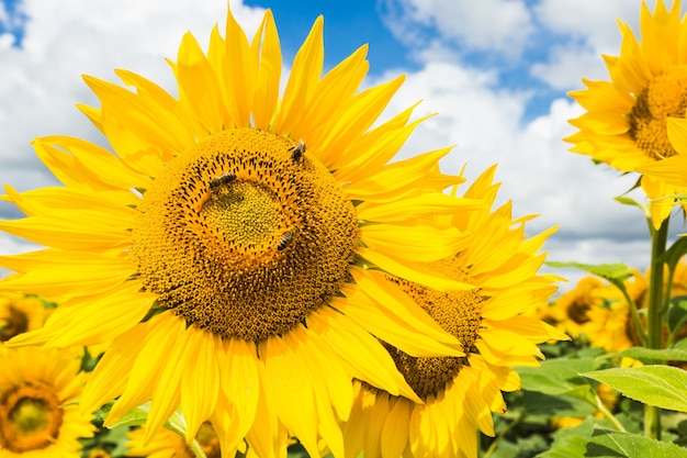 Vista cercana de flores de girasol en el campo de la tarde