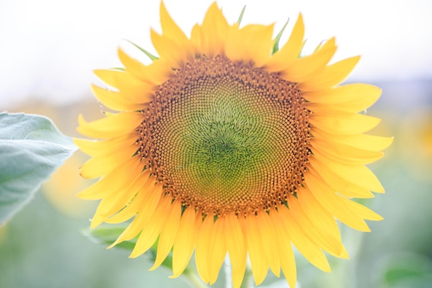 Vista cercana de un girasol abierto