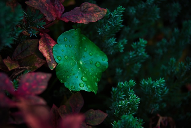 Foto vista cercana de gotas de agua sobre la hoja verde de pennywort indio