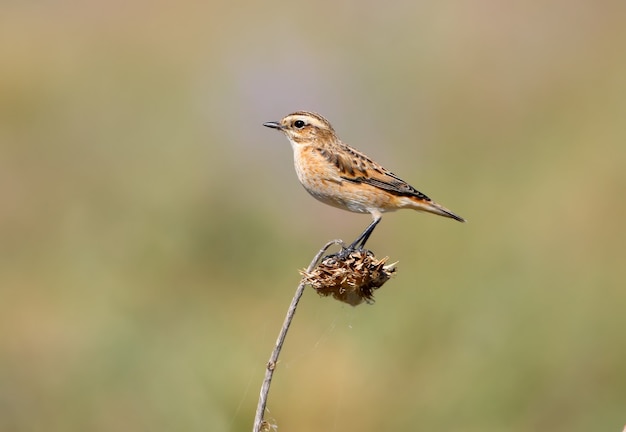 Vista cercana de una hembra whinchat (Saxicola rubetra)