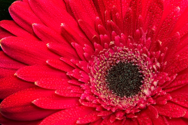 Una vista cercana de una hermosa flor de gerbera roja Fondo de la naturaleza