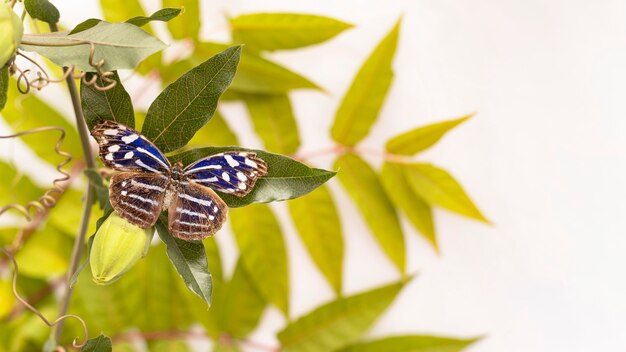 Foto vista cercana del hermoso concepto de mariposa