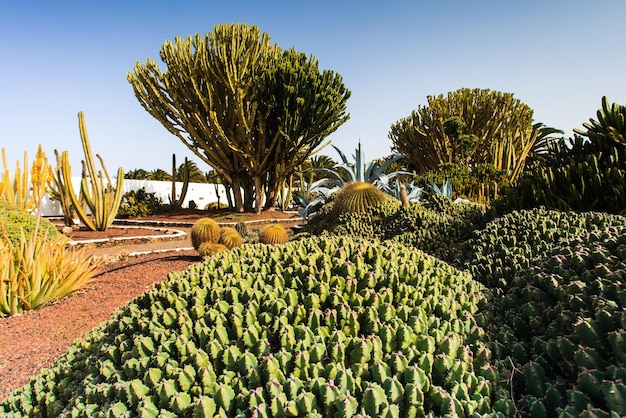 vista cercana del hermoso jardín de cactus