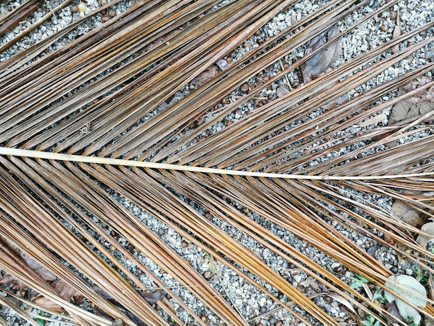 Foto vista cercana de la hoja de palma seca en la naturaleza.