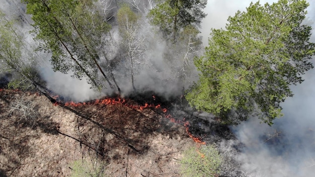 Vista cercana de incendios forestales, propagación de llamas de incendios forestales. Desastre natural, cambio climático, desparasitación global. Fuego, incendios forestales, campo de hierba ardiente en el humo y las llamas. Concepto de tierra