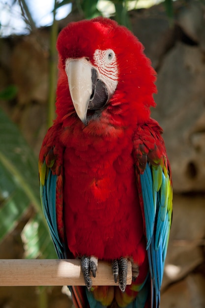 Foto vista cercana de un macaw escarlata en un parque zoológico.